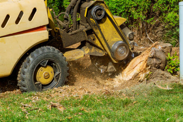 How Our Tree Care Process Works  in  Maud, TX