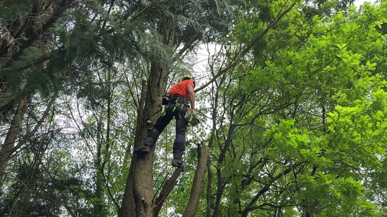 Tree and Shrub Care in Maud, TX